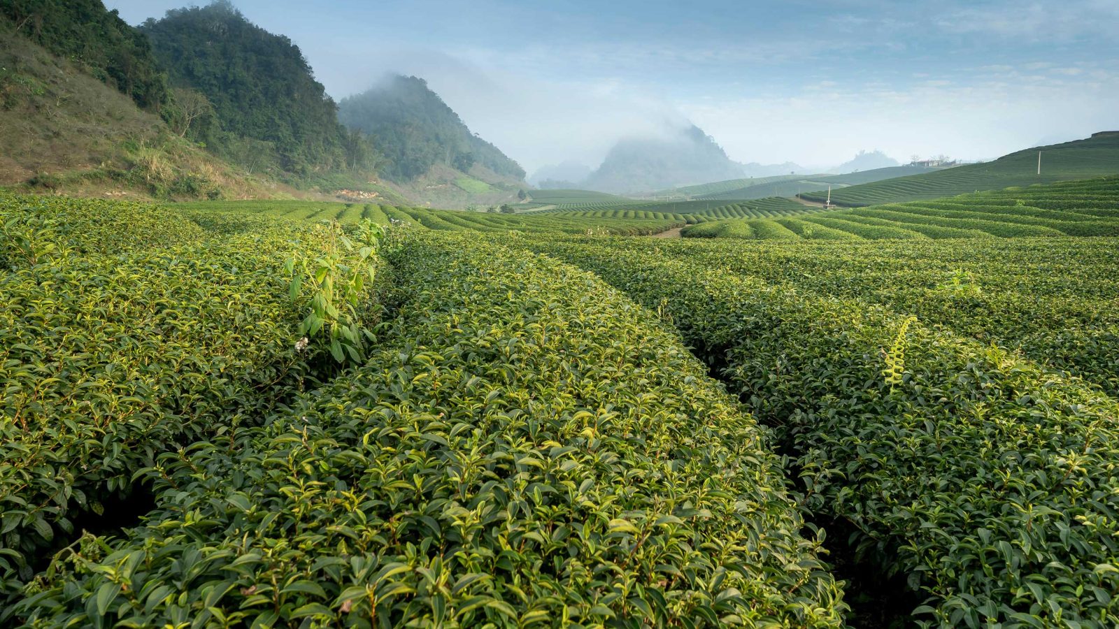 International Tea Awards